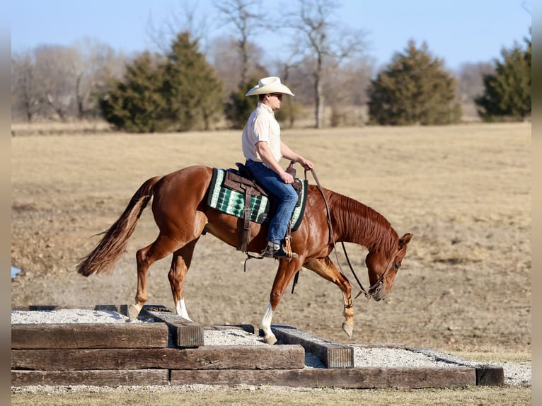 American Quarter Horse Gelding 5 years 14,3 hh Sorrel in Buffalo