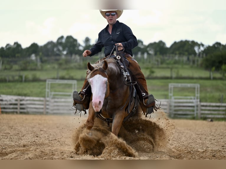 American Quarter Horse Gelding 5 years 14,3 hh Sorrel in Jackson, OH