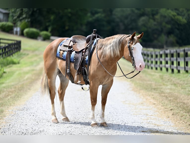 American Quarter Horse Gelding 5 years 14,3 hh Sorrel in Jackson, OH