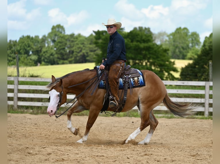 American Quarter Horse Gelding 5 years 14,3 hh Sorrel in Jackson, OH