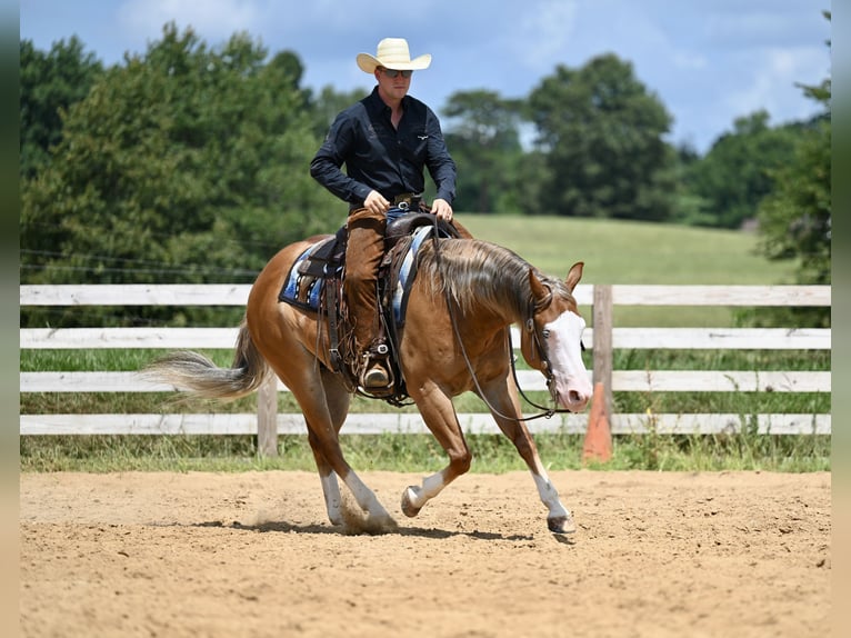 American Quarter Horse Gelding 5 years 14,3 hh Sorrel in Jackson, OH