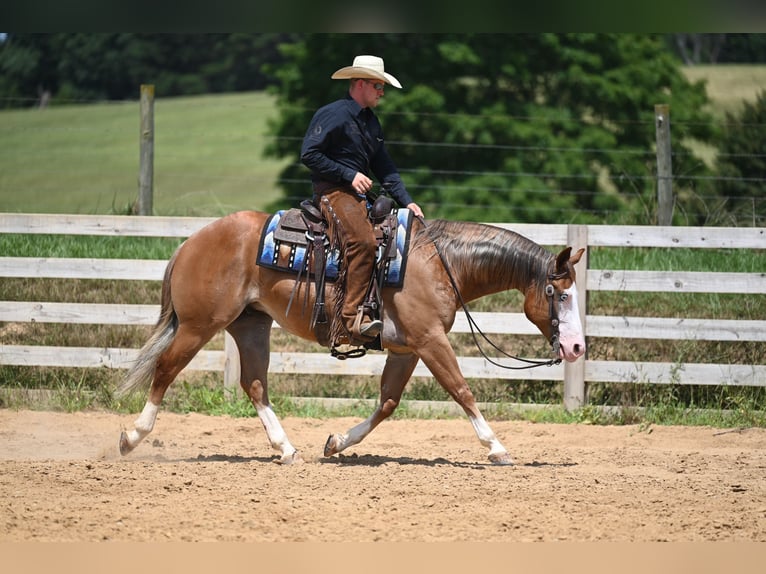 American Quarter Horse Gelding 5 years 14,3 hh Sorrel in Jackson, OH