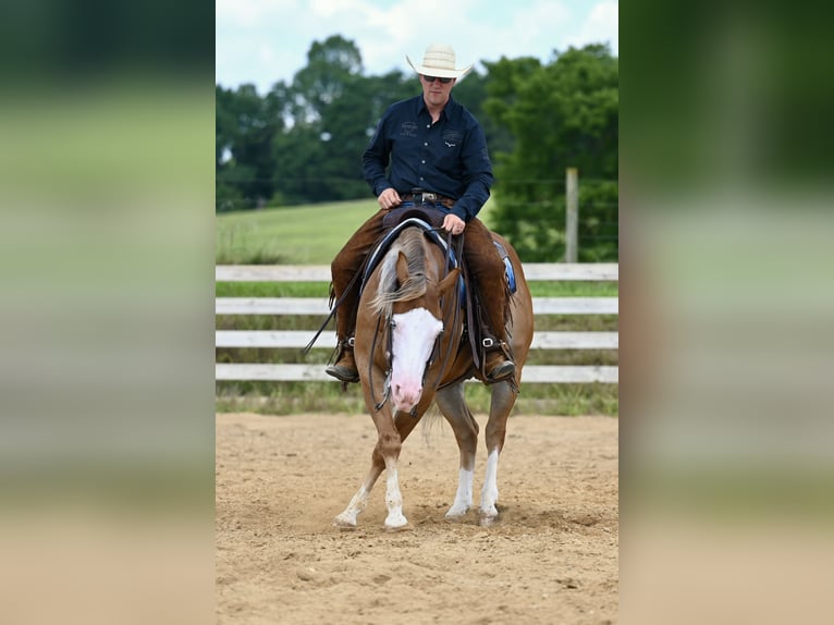 American Quarter Horse Gelding 5 years 14,3 hh Sorrel in Jackson, OH