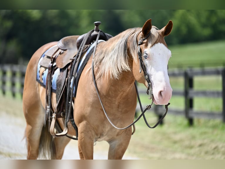 American Quarter Horse Gelding 5 years 14,3 hh Sorrel in Jackson, OH