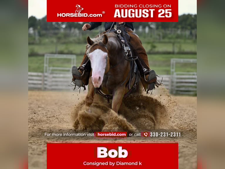 American Quarter Horse Gelding 5 years 14,3 hh Sorrel in Jackson, OH