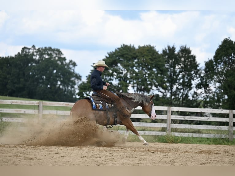 American Quarter Horse Gelding 5 years 14,3 hh Sorrel in Jackson, OH