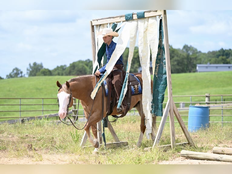 American Quarter Horse Gelding 5 years 14,3 hh Sorrel in Jackson, OH