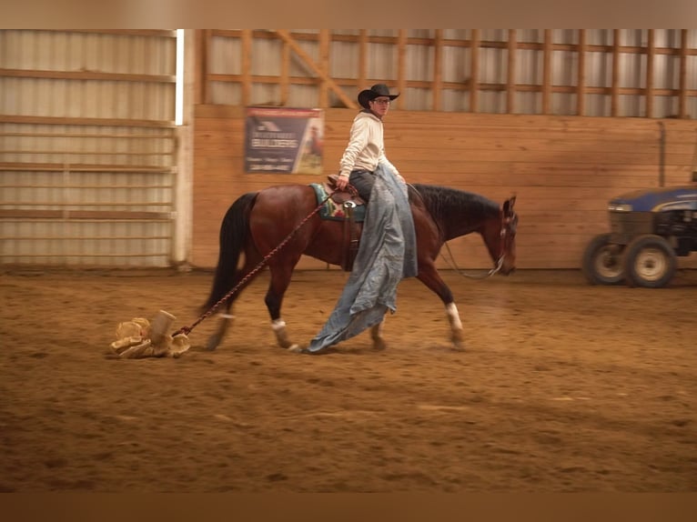 American Quarter Horse Gelding 5 years 15.1 hh Bay in Baltic