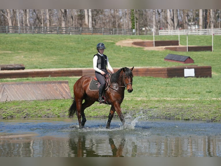 American Quarter Horse Mix Gelding 5 years 15.1 hh Bay in Clover