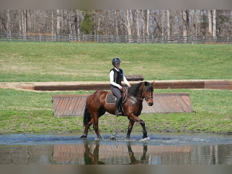 American Quarter Horse Mix Gelding 5 years 15.1 hh Bay in Clover