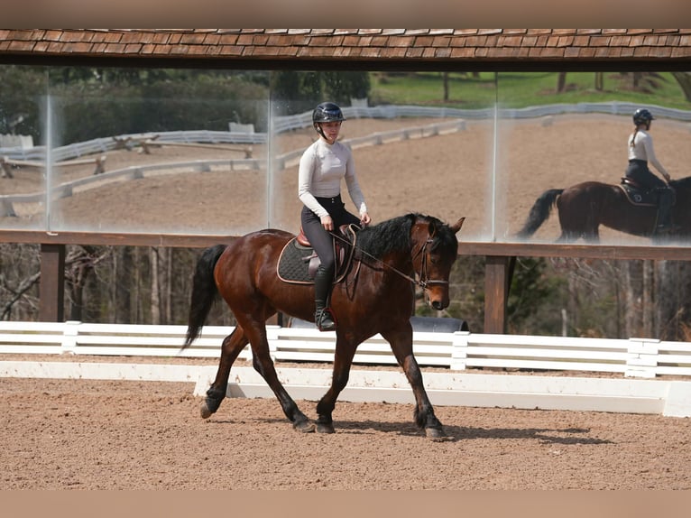American Quarter Horse Mix Gelding 5 years 15.1 hh Bay in Clover