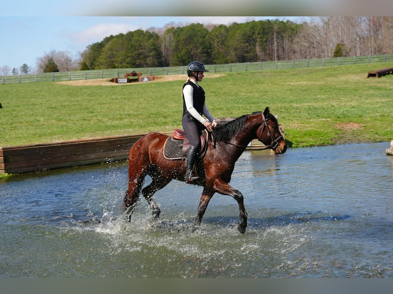 American Quarter Horse Mix Gelding 5 years 15.1 hh Bay in Clover