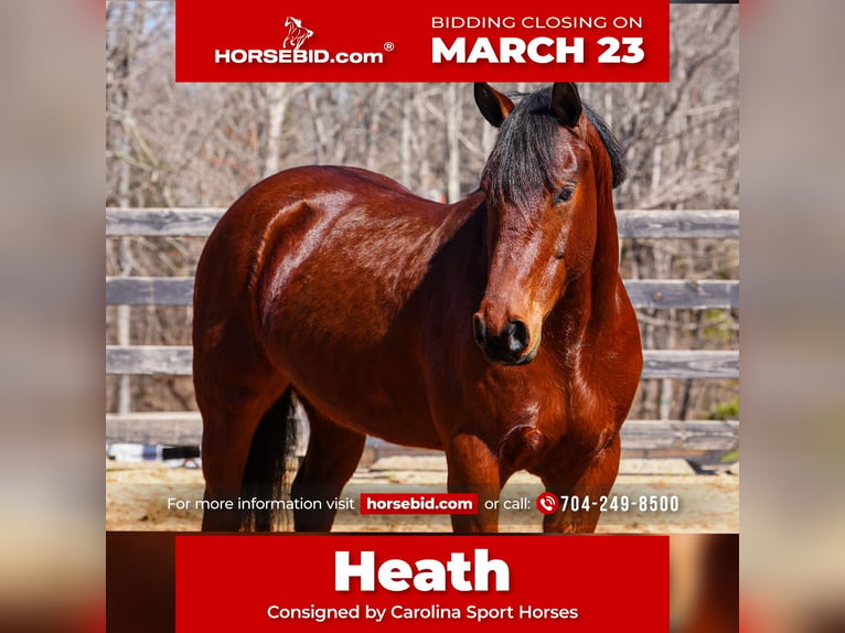 American Quarter Horse Mix Gelding 5 years 15.1 hh Bay in Clover