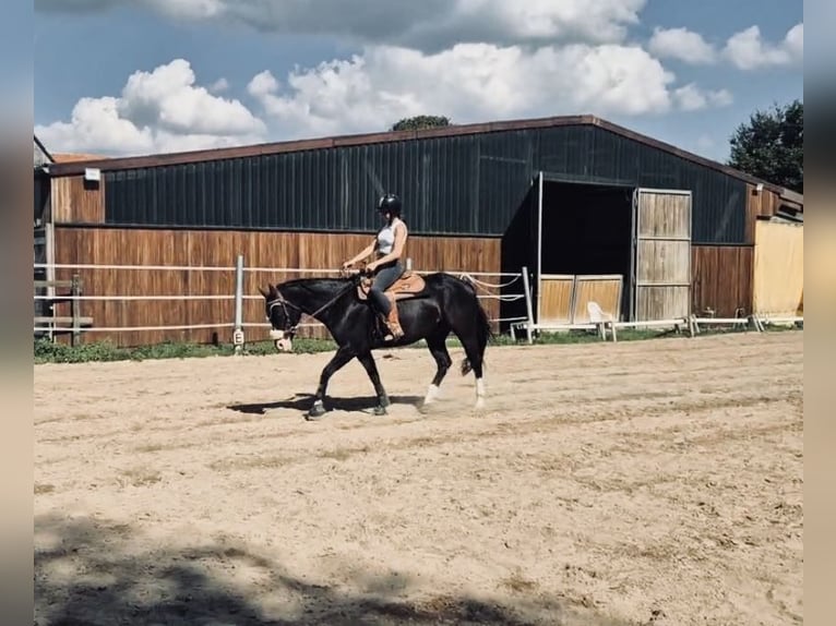 American Quarter Horse Mix Gelding 5 years 15,1 hh Black in Künzell