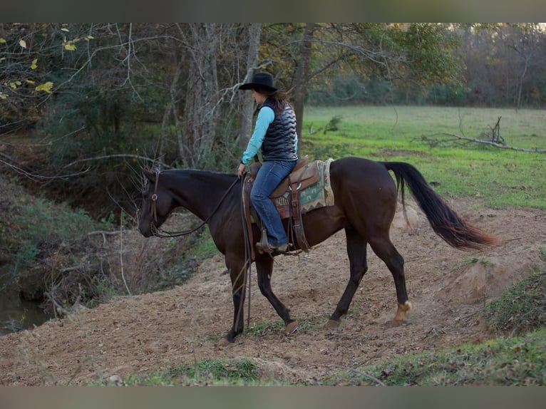 American Quarter Horse Gelding 5 years 15,1 hh Black in Rusk, TX