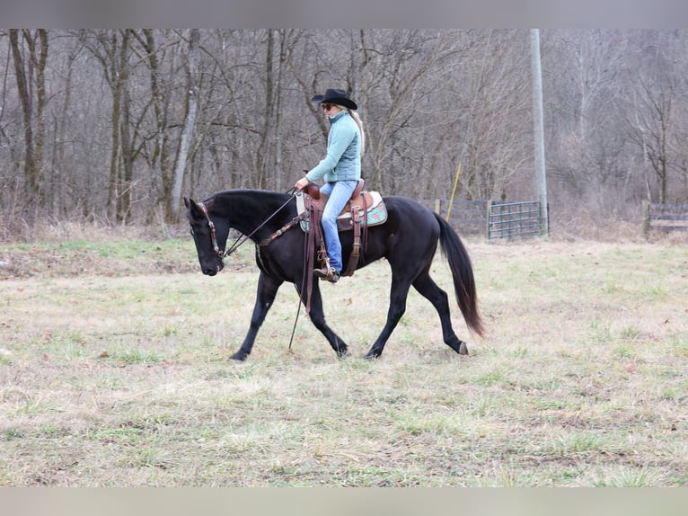 American Quarter Horse Gelding 5 years 15,1 hh Black in Flemmingsburg Ky
