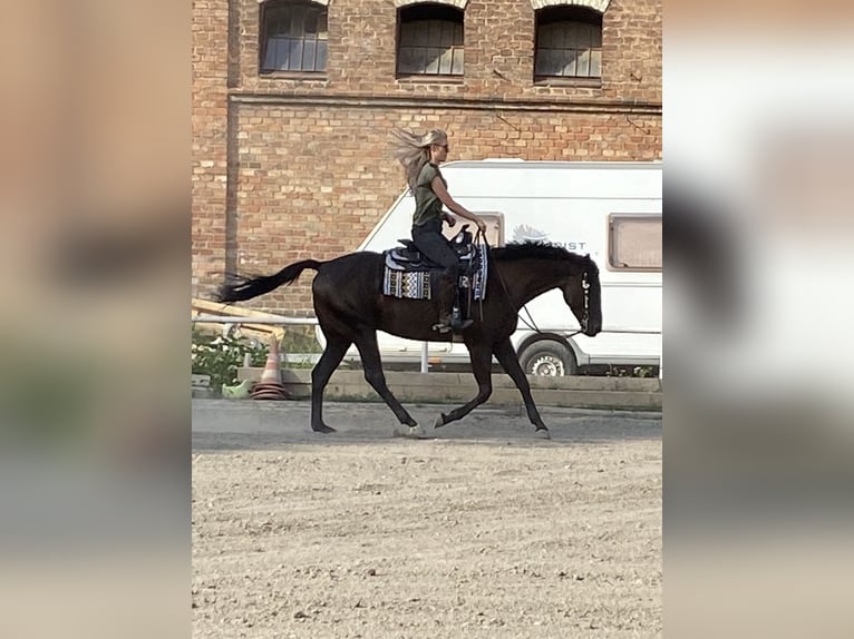 American Quarter Horse Gelding 5 years 15,1 hh Black in Groß-Enzersdorf