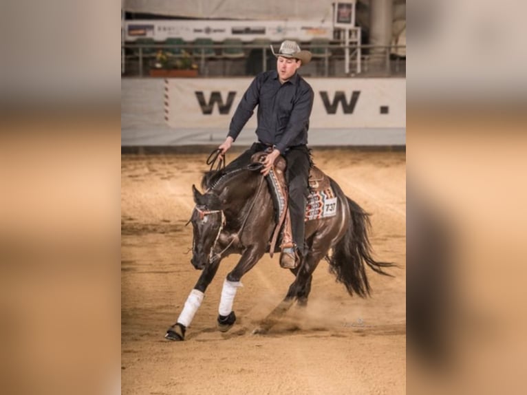 American Quarter Horse Gelding 5 years 15,1 hh Black in Berschweiler