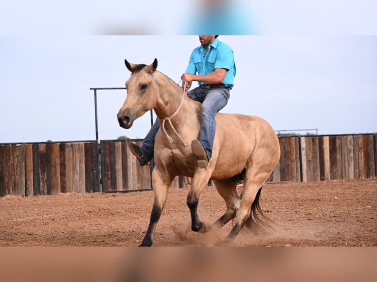 American Quarter Horse Gelding 5 years 15,1 hh Buckskin in Canyon, TX
