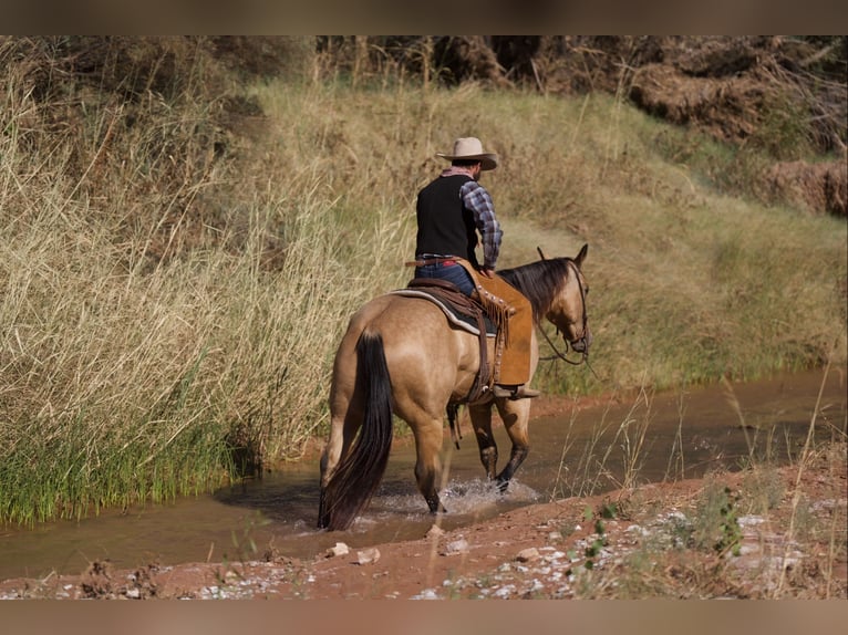 American Quarter Horse Gelding 5 years 15,1 hh Buckskin in Canyon, TX