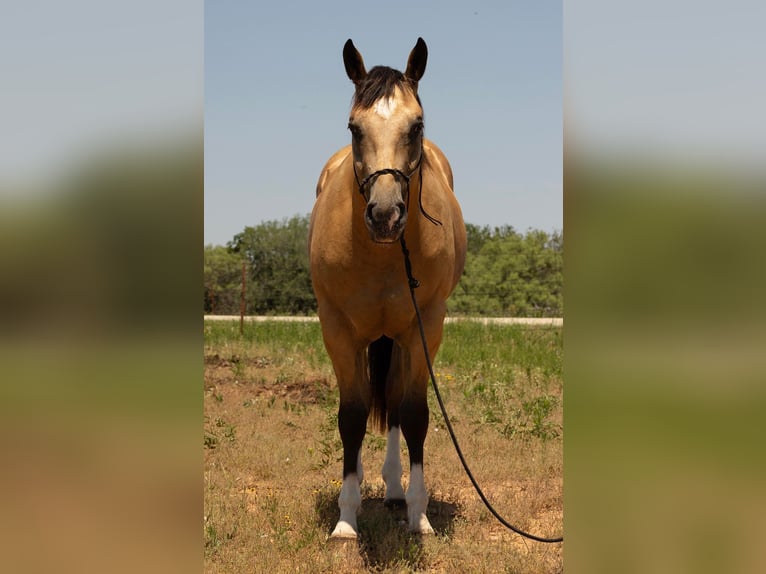 American Quarter Horse Gelding 5 years 15,1 hh Buckskin in Byers TX