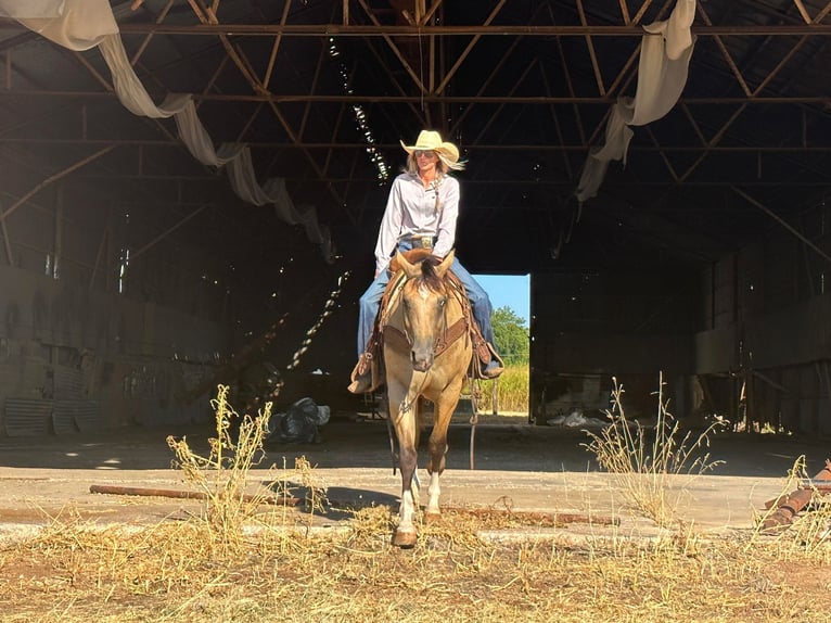 American Quarter Horse Gelding 5 years 15,1 hh Buckskin in Byers TX