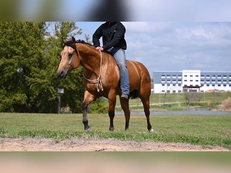 American Quarter Horse Gelding 5 years 15,1 hh Buckskin in Waco