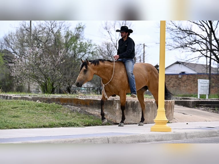 American Quarter Horse Gelding 5 years 15,1 hh Buckskin in Waco