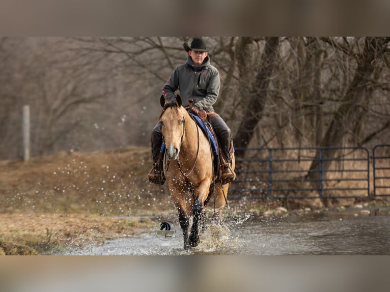 American Quarter Horse Gelding 5 years 15.1 hh Buckskin in Fredericksburg