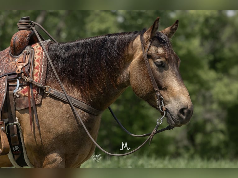 American Quarter Horse Gelding 5 years 15,1 hh Buckskin in River Falls, WI