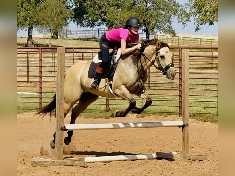 American Quarter Horse Gelding 5 years 15,1 hh Buckskin in Weatherford, TX