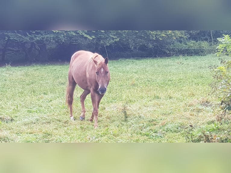 American Quarter Horse Gelding 5 years 15,1 hh Chestnut-Red in Spiesen-Elversberg