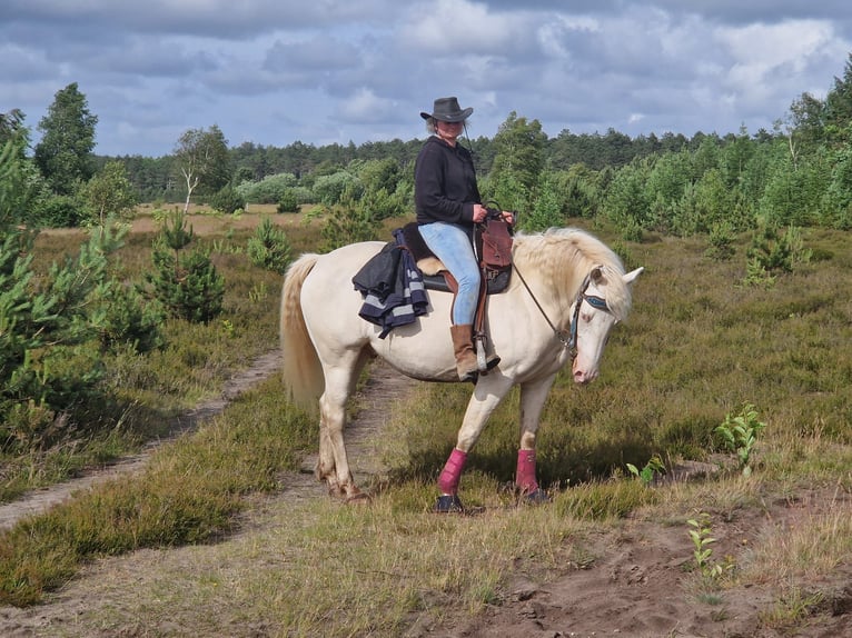 American Quarter Horse Mix Gelding 5 years 15,1 hh Cremello in Cuxhaven