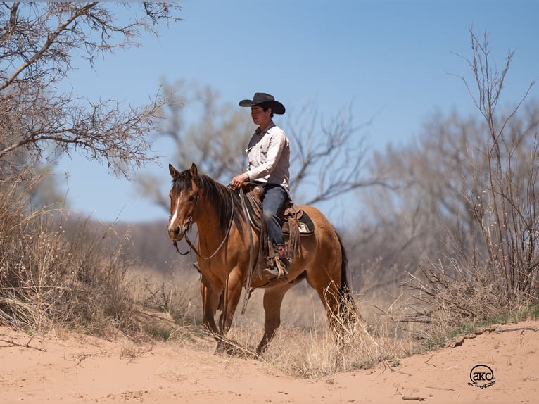 American Quarter Horse Gelding 5 years 15,1 hh Dun in Canyon, TX