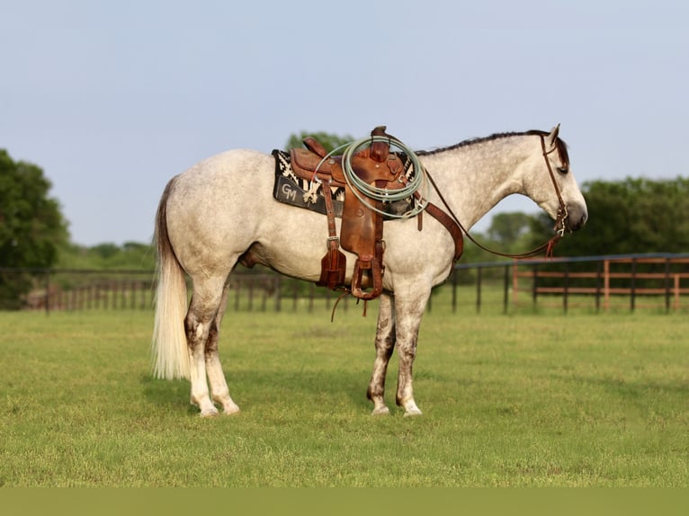 American Quarter Horse Gelding 5 years 15,1 hh Gray in Collinsville