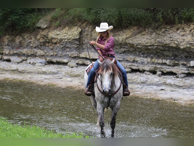 American Quarter Horse Gelding 5 years 15,1 hh Gray in Collinsville