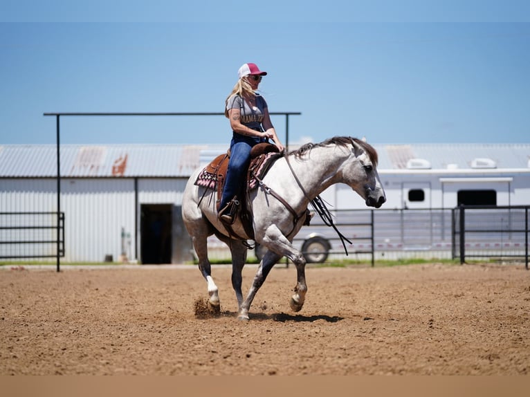 American Quarter Horse Gelding 5 years 15,1 hh Gray in Collinsville