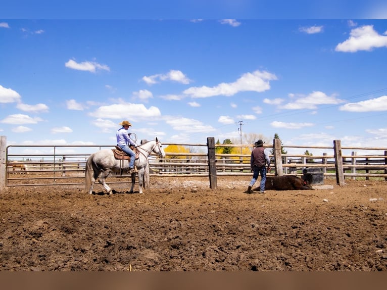 American Quarter Horse Gelding 5 years 15,1 hh Gray in Saint Anthony