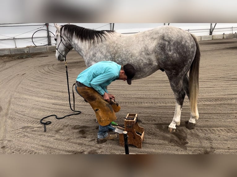 American Quarter Horse Gelding 5 years 15,1 hh Gray in Saint Anthony