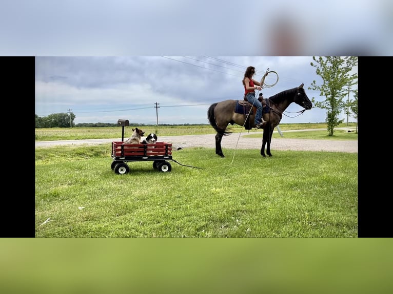 American Quarter Horse Gelding 5 years 15,1 hh Grullo in Vandalia, IL