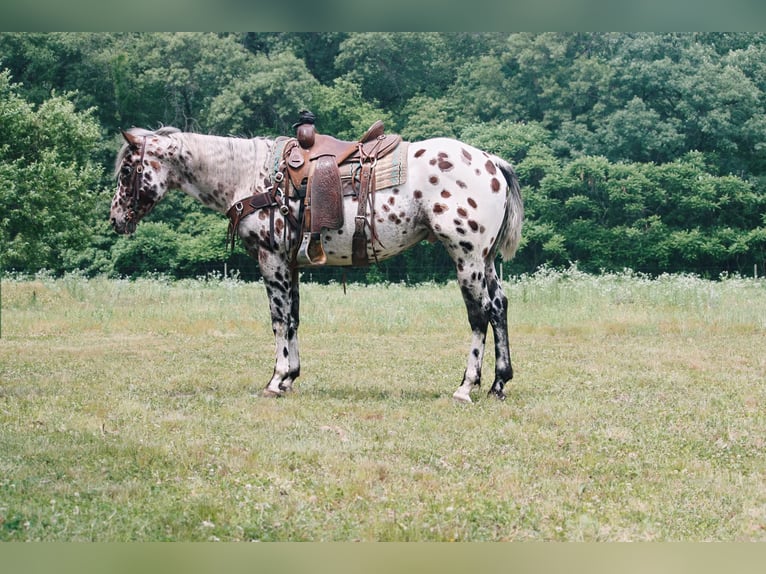 American Quarter Horse Gelding 5 years 15,1 hh Leopard-Piebald in North Judson, IN