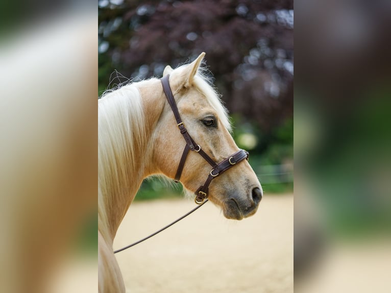 American Quarter Horse Mix Gelding 5 years 15.1 hh Palomino in Buchholz (Westerwald)