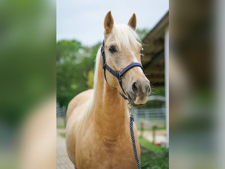 American Quarter Horse Mix Gelding 5 years 15.1 hh Palomino in Buchholz (Westerwald)