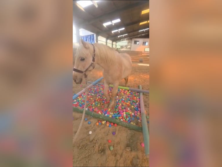 American Quarter Horse Mix Gelding 5 years 15.1 hh Palomino in Buchholz (Westerwald)