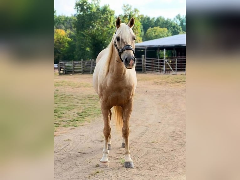 American Quarter Horse Gelding 5 years 15.1 hh Palomino in Mascoutah