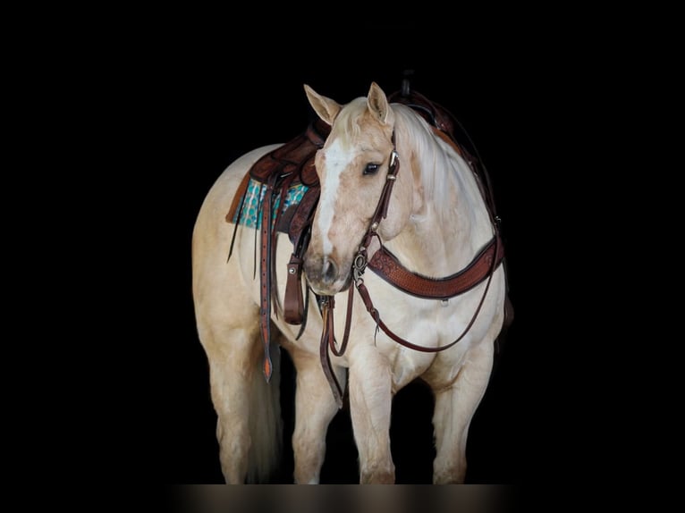 American Quarter Horse Gelding 5 years 15.1 hh Palomino in Clarion, PA