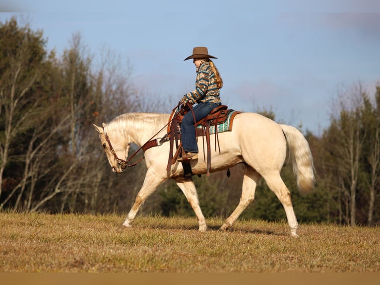 American Quarter Horse Gelding 5 years 15.1 hh Palomino in Clarion, PA