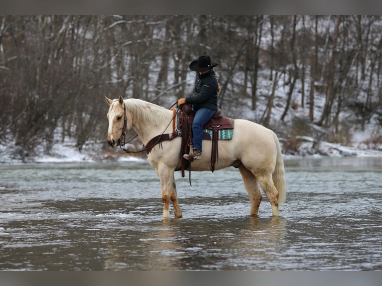 American Quarter Horse Gelding 5 years 15.1 hh Palomino in Clarion, PA