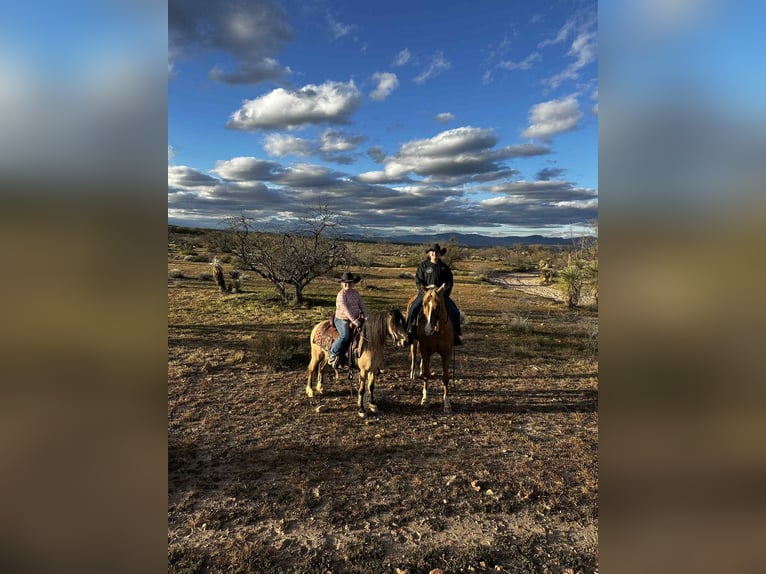 American Quarter Horse Gelding 5 years 15.1 hh Palomino in Mount Vernon