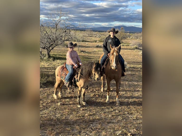 American Quarter Horse Gelding 5 years 15.1 hh Palomino in Mount Vernon